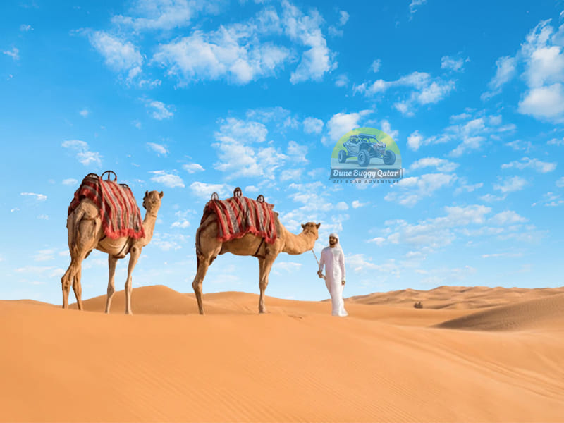 Qatra Desert Safai Camel Ride 2